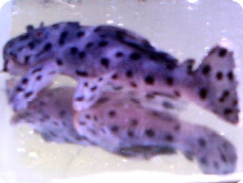 L264 Sultan Pleco 3-4 inch L264 Sultan Pleco 3-4 inch